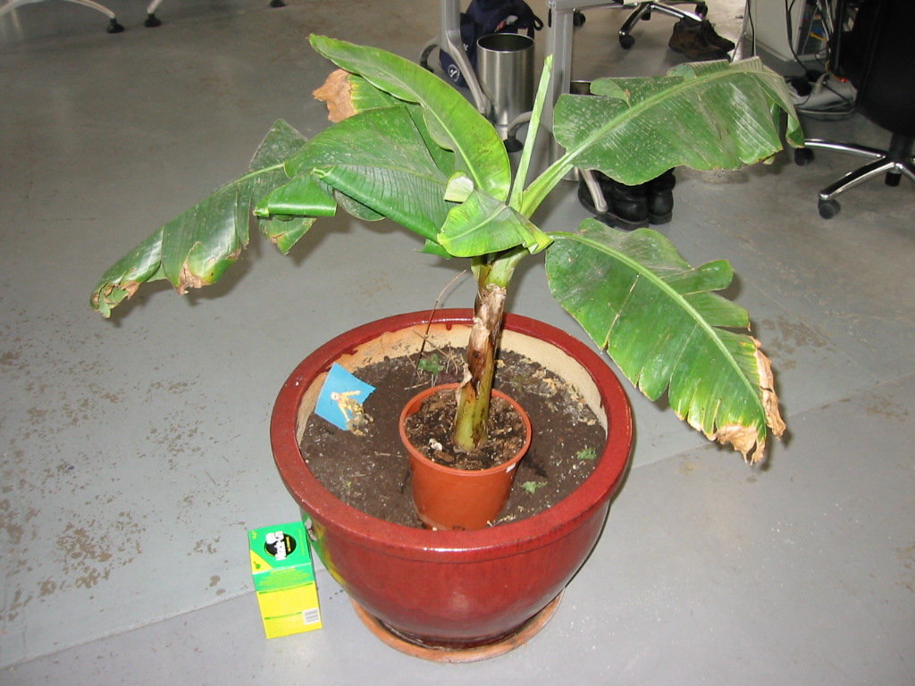 plant 1