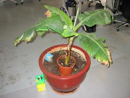 plant 1