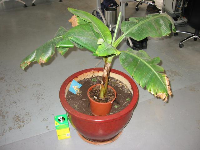 plant 1